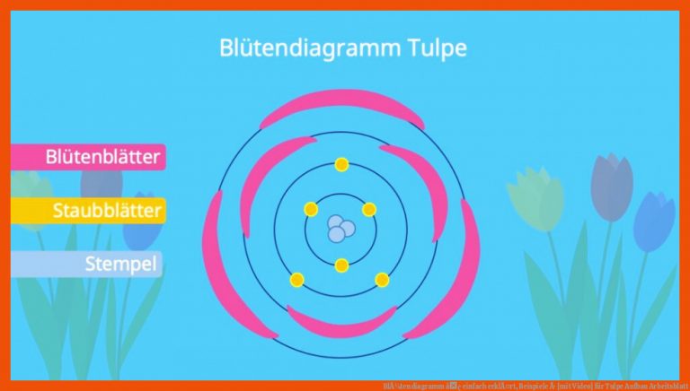 BlÃ¼tendiagramm â¢ Einfach ErklÃ¤rt, Beispiele Â· [mit Video] Fuer Tulpe Aufbau Arbeitsblatt