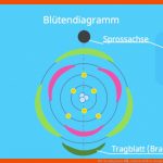 BlÃ¼tendiagramm â¢ Einfach ErklÃ¤rt, Beispiele Â· [mit Video] Fuer Tulpe Aufbau Arbeitsblatt