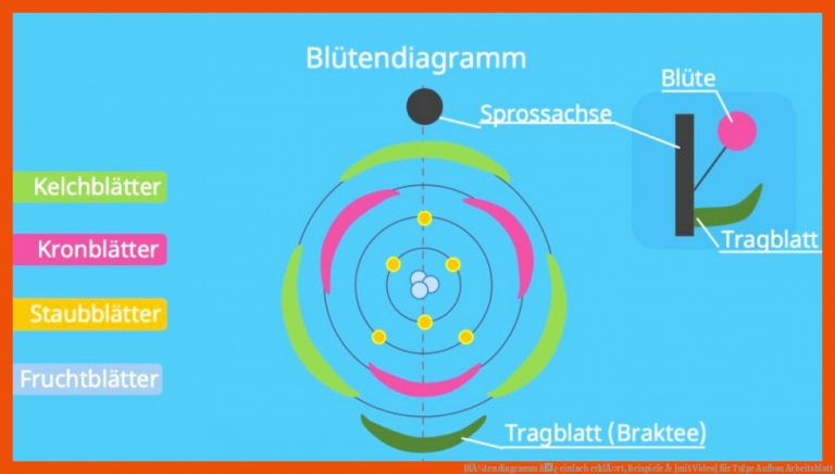 BlÃ¼tendiagramm â¢ einfach erklÃ¤rt, Beispiele Â· [mit Video] für tulpe aufbau arbeitsblatt