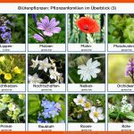 BlÃ¼tenpflanzen Der KreuzblÃ¼tler - Materialien Grundschule Fuer Blütenpflanzen Klasse 5 Arbeitsblatt