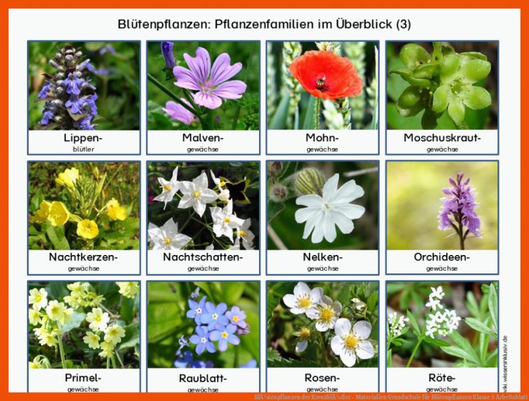 BlÃ¼tenpflanzen der KreuzblÃ¼tler - Materialien Grundschule für blütenpflanzen klasse 5 arbeitsblatt