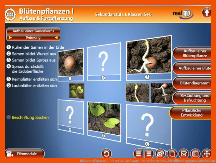 BlÃ¼tenpflanzen I - Die real3D-Software - Mitteldeutscher ... für blütendiagramm arbeitsblatt