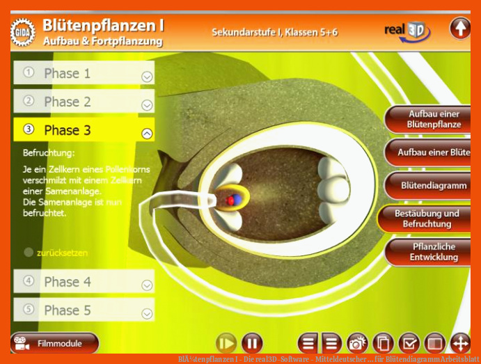 BlÃ¼tenpflanzen I - Die real3D-Software - Mitteldeutscher ... für blütendiagramm arbeitsblatt