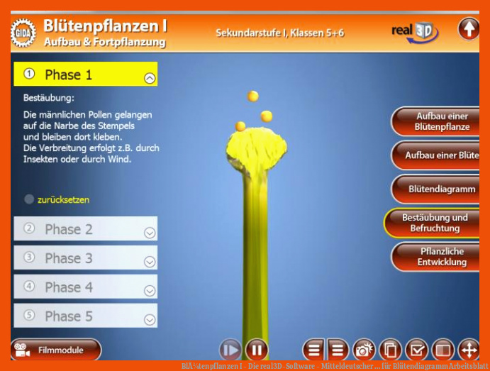 BlÃ¼tenpflanzen I - Die real3D-Software - Mitteldeutscher ... für blütendiagramm arbeitsblatt