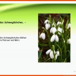 Blumen Im FrÃ¼hling - Deutsch Daf Powerpoints Fuer Schneeglöckchen Arbeitsblatt