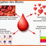 Blut Einfach ErklÃ¤rt: Aufgaben, Zusammensetzung, Blutwerte Fuer Das Blut Und Seine Bestandteile Arbeitsblatt Lösungen