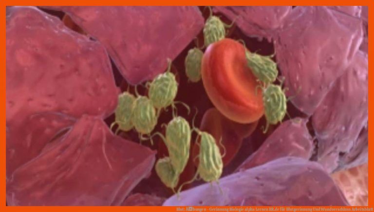 Blut: Ãbungen - Gerinnung | Biologie | alpha Lernen | BR.de für blutgerinnung und wundverschluss arbeitsblatt