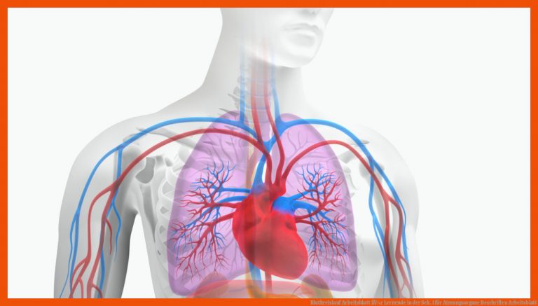 Blutkreislauf Arbeitsblatt fÃ¼r Lernende in der Sek. I für atmungsorgane beschriften arbeitsblatt