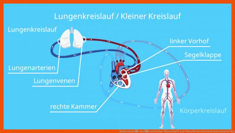 Blutkreislauf â¢ GroÃer und kleiner Blutreislauf Â· [mit Video] für herz kreislauf system arbeitsblatt
