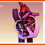 Blutkreislauf: Ãbungen - Herzmuskel Biologie Alpha Lernen Br.de Fuer Aufbau Des Herzens Arbeitsblatt