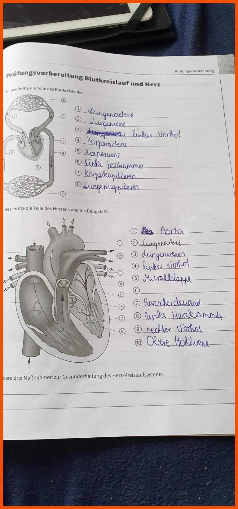 Blutkreislauf und Herz? (Schule, Gesundheit und Medizin, Menschen) für herz beschriften arbeitsblatt