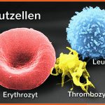 Blutwerte Verstehen! Laborwerte Einfach ErklÃ¤rt Fuer Zusammenspiel Der Zellen Im Immunsystem Arbeitsblatt
