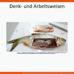 Bnt Wasser Ein Lebenswichtiger Stoff Fische Wirbeltiere Im Fuer Schwimmblase Fisch Arbeitsblatt