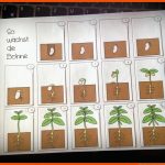 Bohnen Pflanzen, Experiment Grundschule, Grundschule Fuer Keimung Arbeitsblatt