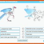 BrÃ¼ckentier Archaeopteryx - Ppt Video Online Herunterladen Fuer Archaeopteryx Brückentier Arbeitsblatt