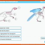 BrÃ¼ckentier Archaeopteryx - Ppt Video Online Herunterladen Fuer Archaeopteryx Brückentier Arbeitsblatt