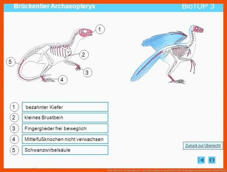 BrÃ¼ckentier Archaeopteryx - ppt video online herunterladen für archaeopteryx brückentier arbeitsblatt