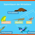 BrÃ¼ckentiere â¢ Evolutionsbelege, Beispiele Â· [mit Video] Fuer Archaeopteryx Brückentier Arbeitsblatt