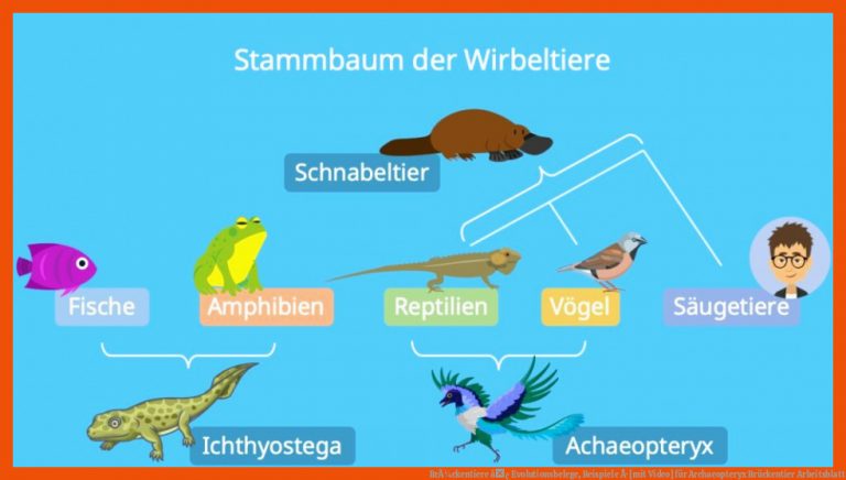BrÃ¼ckentiere â¢ Evolutionsbelege, Beispiele Â· [mit Video] Fuer Archaeopteryx Brückentier Arbeitsblatt