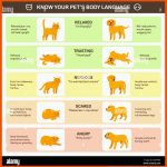 Cat Body Language Stock-vektorgrafiken Kaufen - Alamy Fuer Körpersprache Hund Arbeitsblatt