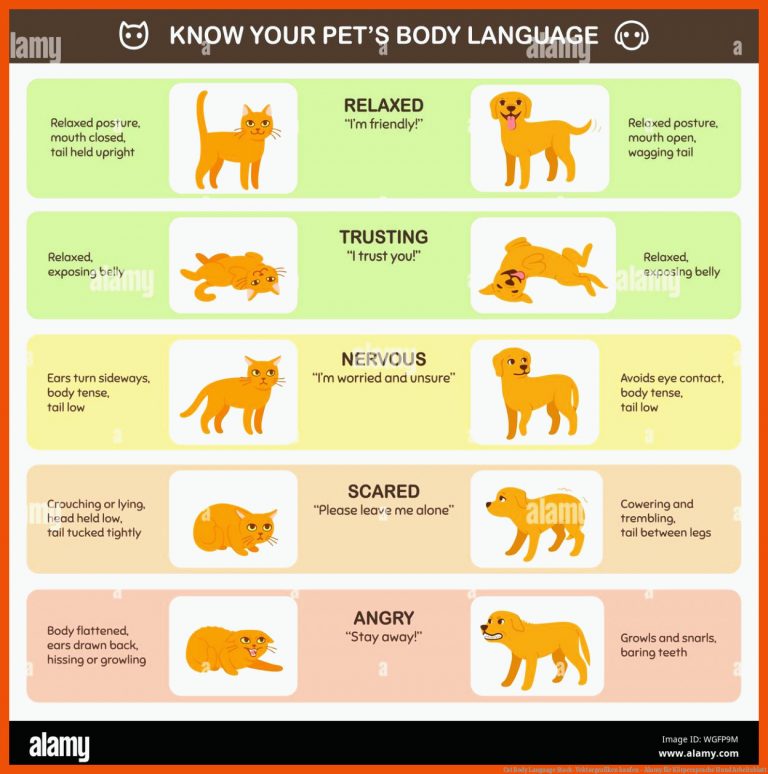 Cat Body Language Stock-Vektorgrafiken kaufen - Alamy für körpersprache hund arbeitsblatt