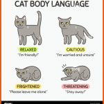 Cat Body Language Stock-vektorgrafiken Kaufen - Alamy Fuer Körpersprache Katze Arbeitsblatt