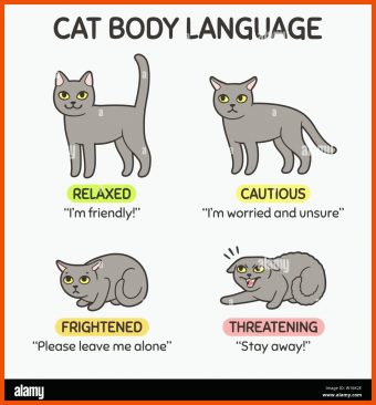 8 Körpersprache Katze Arbeitsblatt
