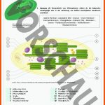Cell organelles/zellorganell Fuer Chloroplast Bau Und Funktion Arbeitsblatt Lösung