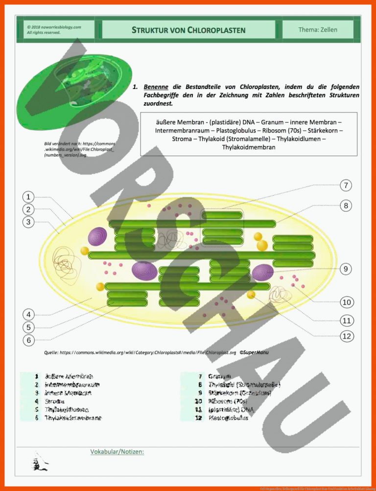Cell organelles/zellorganell Fuer Chloroplast Bau Und Funktion Arbeitsblatt Lösung