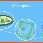 Chloroplasten â¢ Aufbau Und Funktion, Chloroplast Â· [mit Video] Fuer Chloroplast Bau Und Funktion Arbeitsblatt Lösung