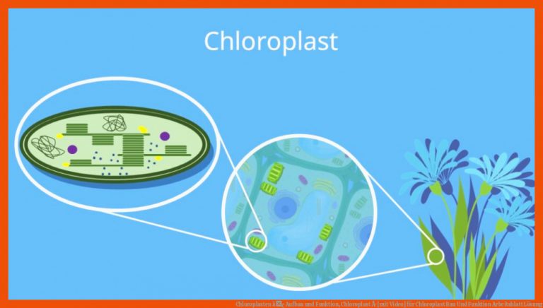 Chloroplasten â¢ Aufbau Und Funktion, Chloroplast Â· [mit Video] Fuer Chloroplast Bau Und Funktion Arbeitsblatt Lösung