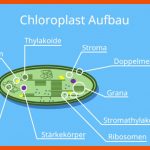 Chloroplasten â¢ Aufbau Und Funktion, Chloroplast Â· [mit Video] Fuer Chloroplast Bau Und Funktion Arbeitsblatt Lösung