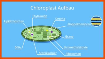 17 Chloroplast Bau Und Funktion Arbeitsblatt Lösung
