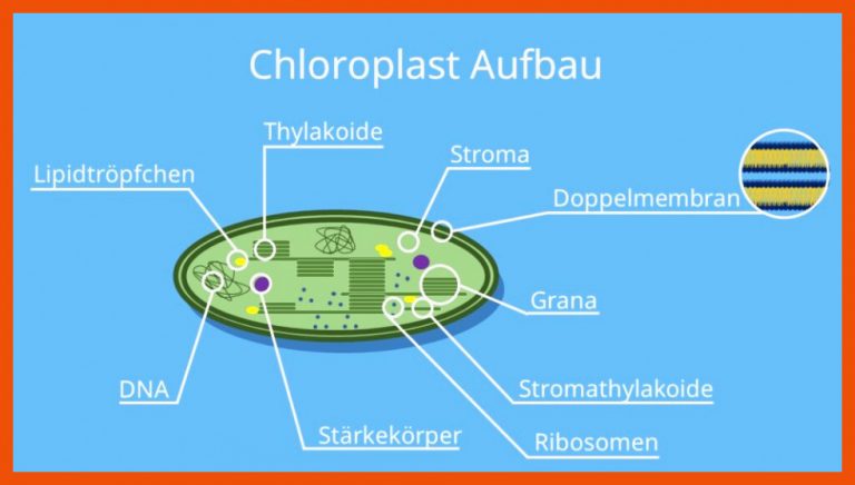 Chloroplasten â¢ Aufbau und Funktion, Chloroplast Â· [mit Video] für chloroplast bau und funktion arbeitsblatt lösung