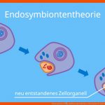 Chloroplasten â¢ Aufbau Und Funktion, Chloroplast Â· [mit Video] Fuer Endosymbiontentheorie Arbeitsblatt