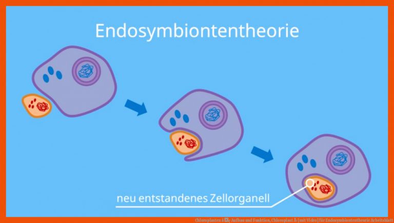Chloroplasten â¢ Aufbau und Funktion, Chloroplast Â· [mit Video] für endosymbiontentheorie arbeitsblatt