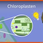 Chloroplasten Fuer Chloroplast Bau Und Funktion Arbeitsblatt Lösung