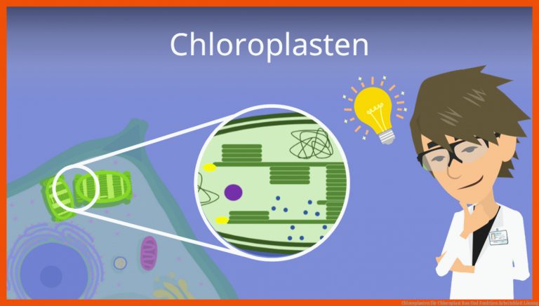 Chloroplasten für chloroplast bau und funktion arbeitsblatt lösung