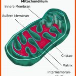 Chloroplasten Und Mitochondrien Im Fokus - Zytologie Fuer Chloroplast Bau Und Funktion Arbeitsblatt