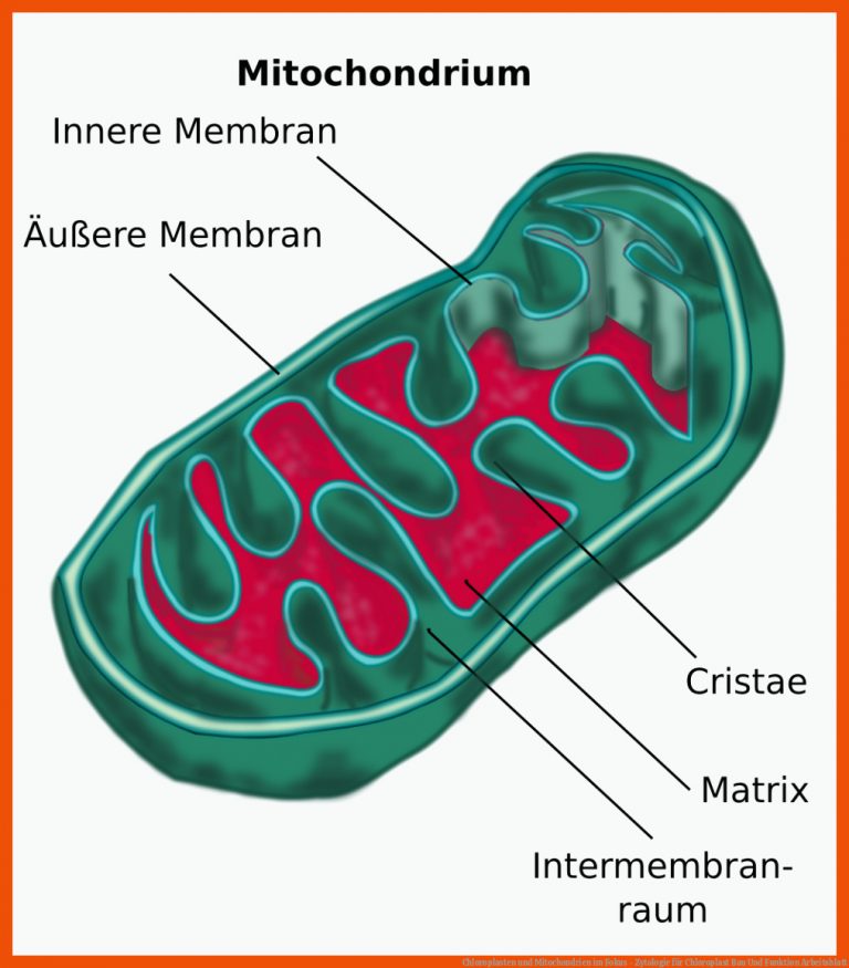 Chloroplasten Und Mitochondrien Im Fokus - Zytologie Fuer Chloroplast Bau Und Funktion Arbeitsblatt