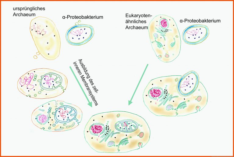 Chloroplasten | Wilfried Probst für endosymbiontentheorie arbeitsblatt