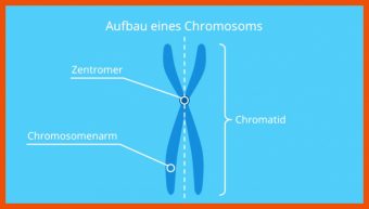 Aufbau Eines Chromosoms Arbeitsblatt