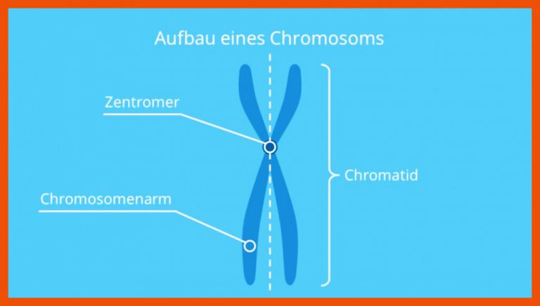 Chromosomen Â· Aufbau Und Darstellung Â· [mit Video] Fuer Aufbau Eines Chromosoms Arbeitsblatt