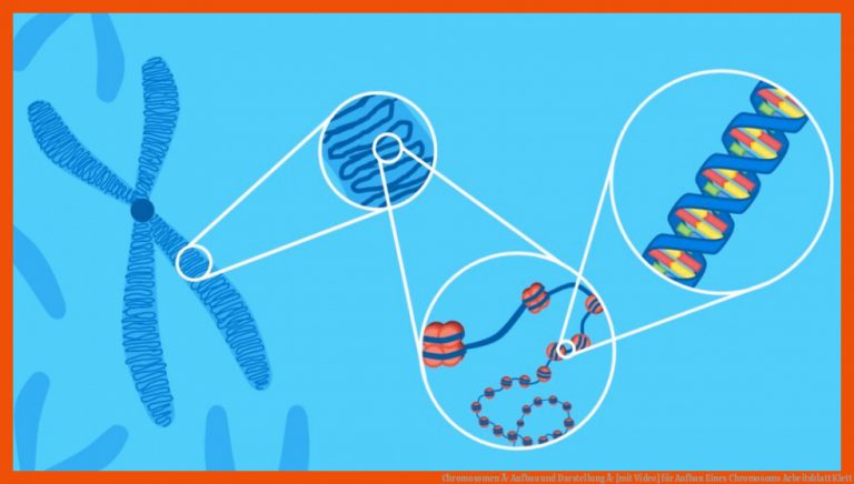 Chromosomen Â· Aufbau und Darstellung Â· [mit Video] für aufbau eines chromosoms arbeitsblatt klett