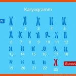 Chromosomen Â· Aufbau Und Darstellung Â· [mit Video] Fuer Karyogramm Des Menschen Arbeitsblatt