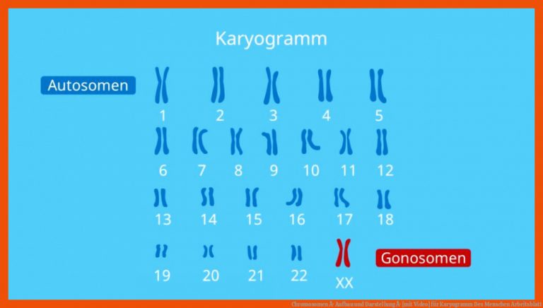 Chromosomen Â· Aufbau und Darstellung Â· [mit Video] für karyogramm des menschen arbeitsblatt