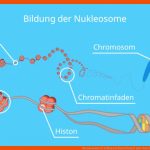 Chromosomen Â· Aufbau Und Darstellung Â· [mit Video] Fuer Struktur Der Dna Arbeitsblatt Klett Lösung