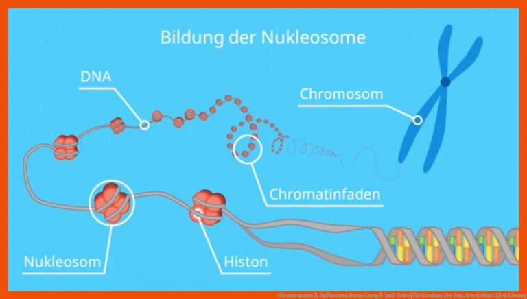 Chromosomen Â· Aufbau und Darstellung Â· [mit Video] für struktur der dna arbeitsblatt klett lösung