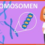 Chromosomen - Funktion & Aufbau Studyflix Fuer Aufbau Eines Chromosoms Arbeitsblatt