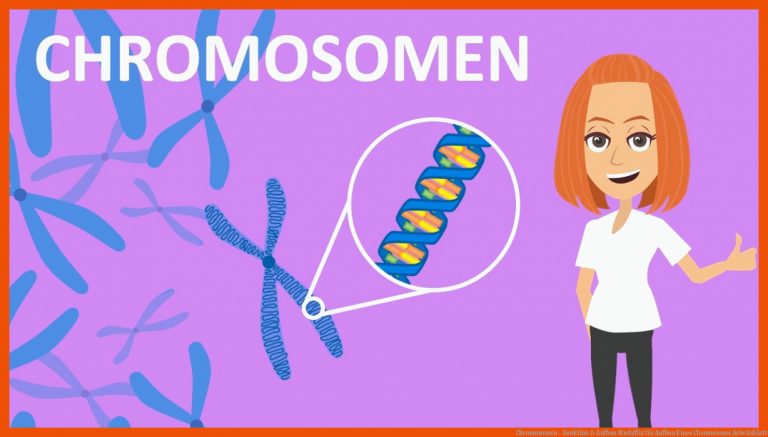 Chromosomen - Funktion & Aufbau | Studyflix für aufbau eines chromosoms arbeitsblatt